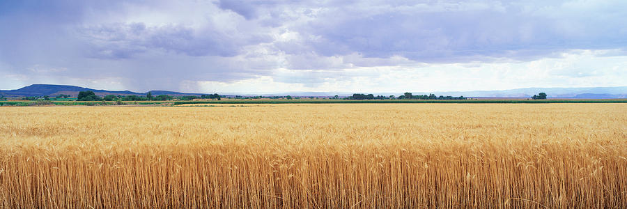 Golden Field Under Overcast Sky Photograph By Panoramic Images