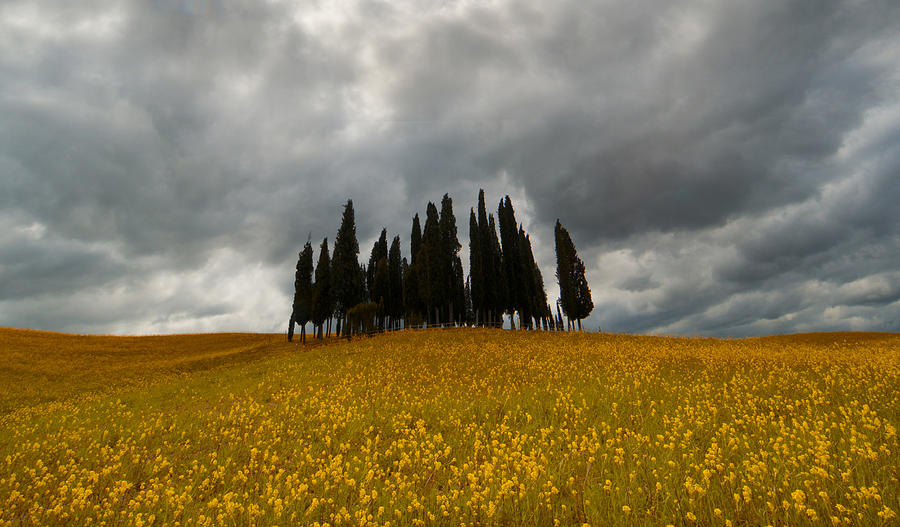 Tree Photograph - Golden fields and cypresses by Jaroslaw Blaminsky