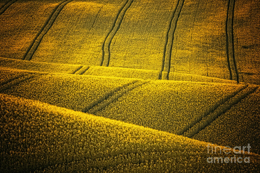 Golden Fields Photograph by Jaroslaw Blaminsky