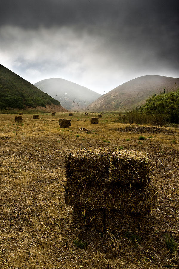 Golden fields Photograph by Jorge Maia