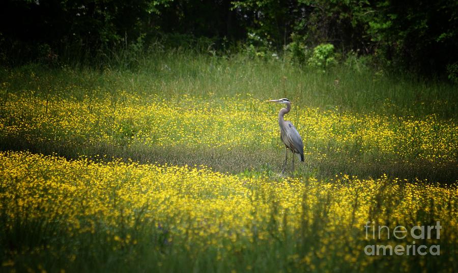 Golden Fields of the Great Heron Photograph by Maria Urso