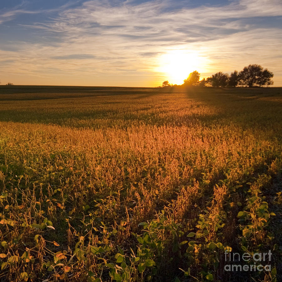 Golden Fields Photograph by Ryan Heffron