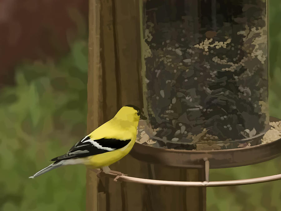 Golden Finch Photograph by Penny Lisowski