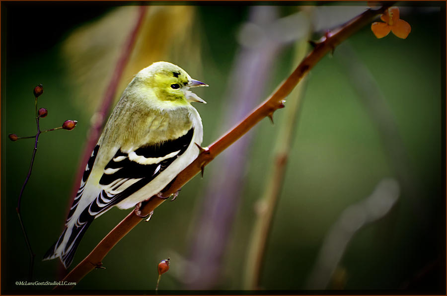 Golden Finch Song Bird Sings Photograph by LeeAnn McLaneGoetz McLaneGoetzStudioLLCcom