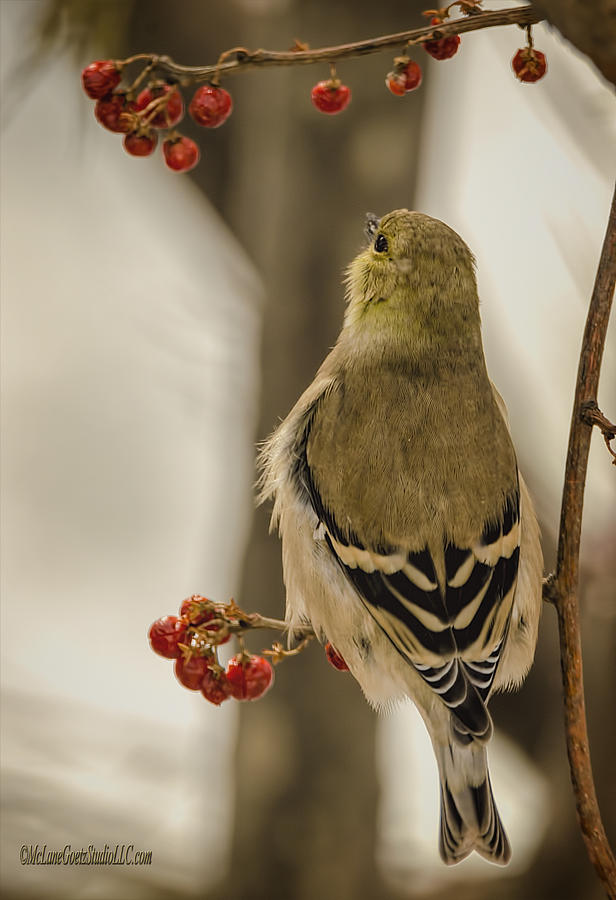 Animal Photograph - Golden Finch Song by LeeAnn McLaneGoetz McLaneGoetzStudioLLCcom