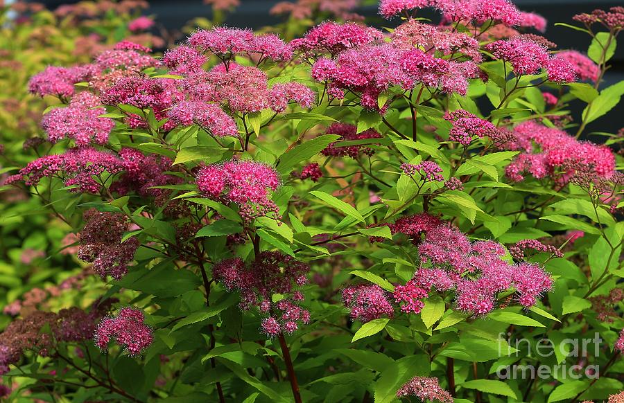 Golden Flame Spirea Photograph by Barbara Griffin