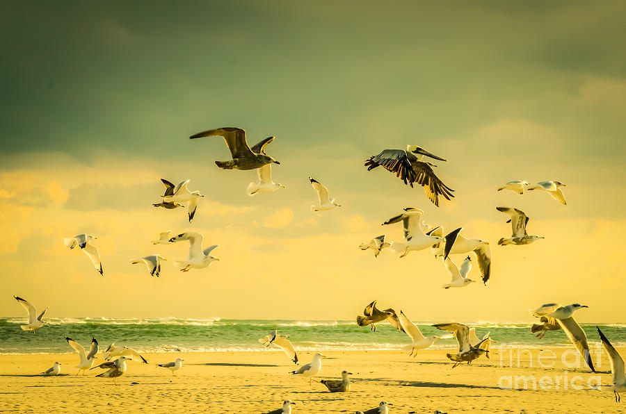 Golden Pelican Flight Pattern Photograph by Crissy Anderson - Fine Art ...