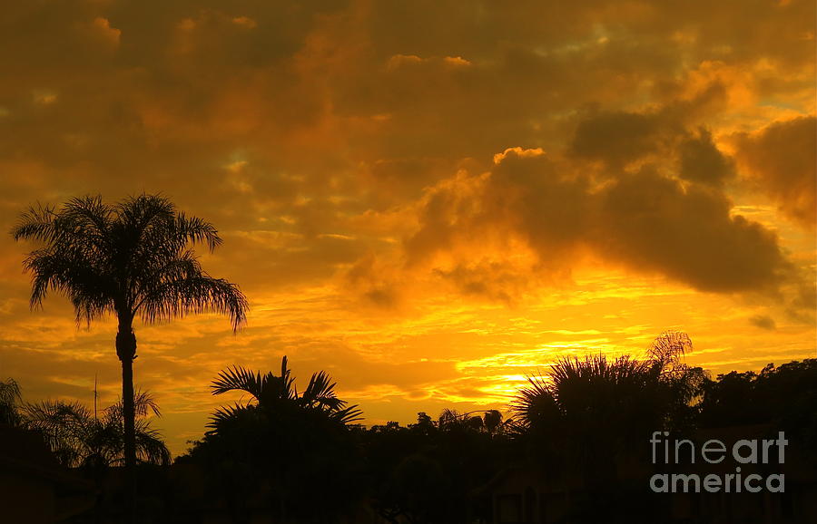 Golden Florida Sunset Photograph by Robert Birkenes