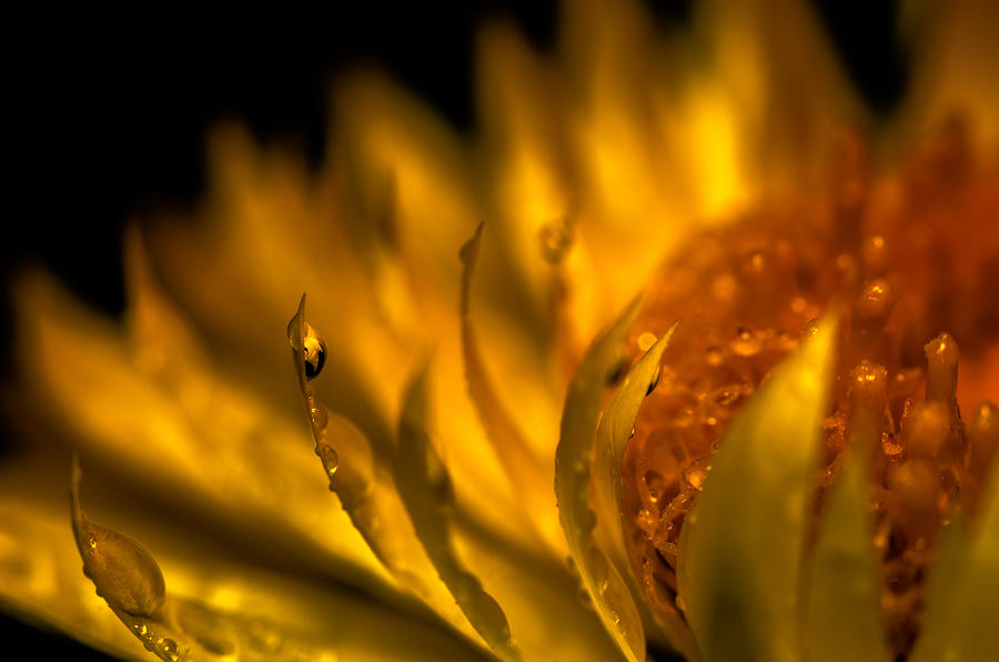 Golden flower golden glory Photograph by Tin Lung Chao