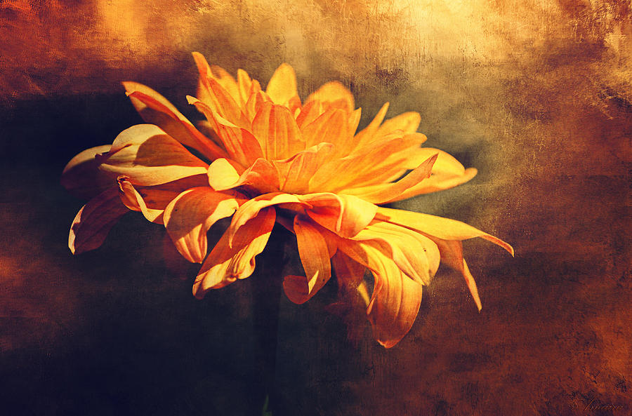 Golden Flower Photograph by Maria Angelica Maira