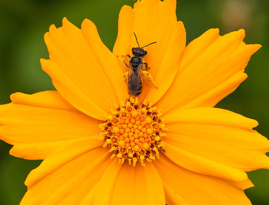 Nature Photograph - Golden Flower With Bee by Lara Ellis