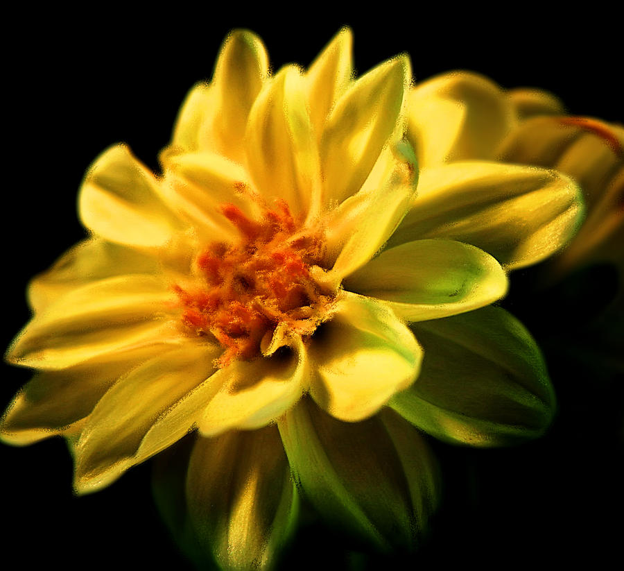 Flowers Still Life Photograph - Golden Flower  by Georgiana Romanovna