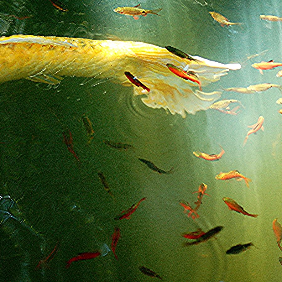 Golden Fluted Koi Tail And Ruby Barbs Photograph by Amazing Images By Jungle Mama!