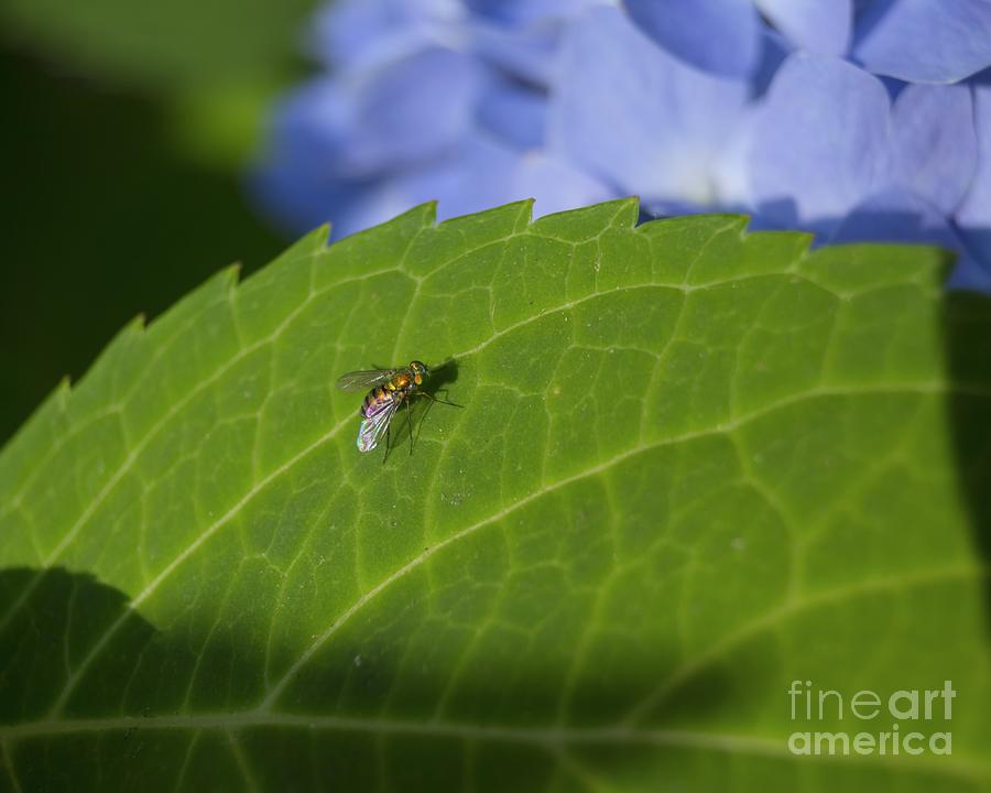Golden Fly Resting on a Hydrangea Leaf Photograph by MM Anderson
