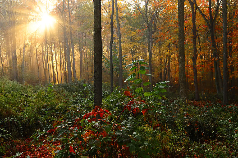 Golden Foggy Forest Photograph by Randall Branham