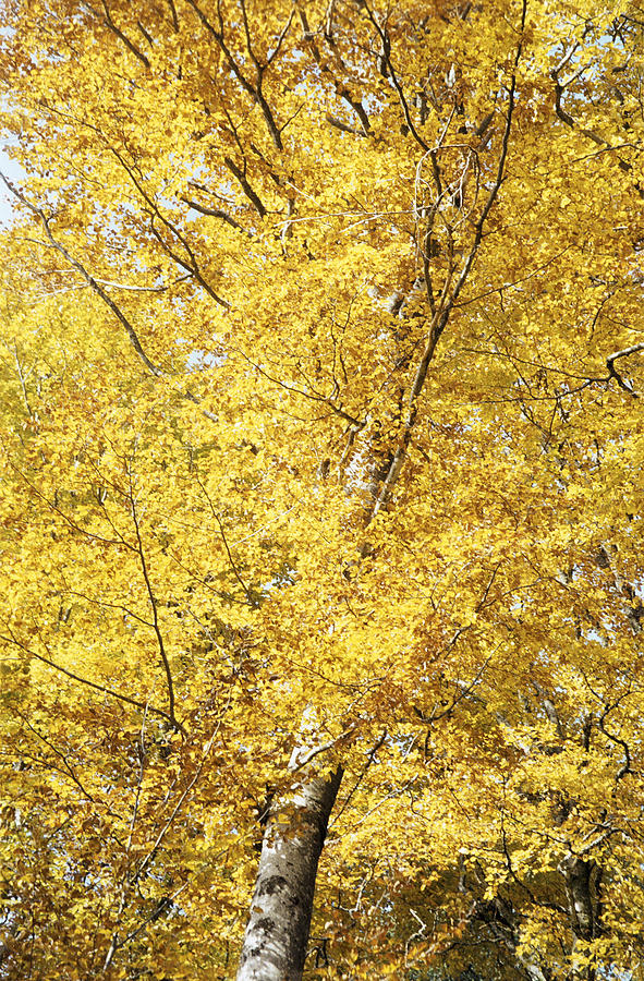 Nature Photograph - Golden foliage by Patrick Kessler
