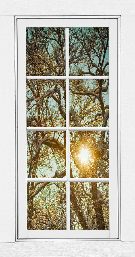 Golden Forest  Branches White 8 Windowpane View Photograph by James BO Insogna