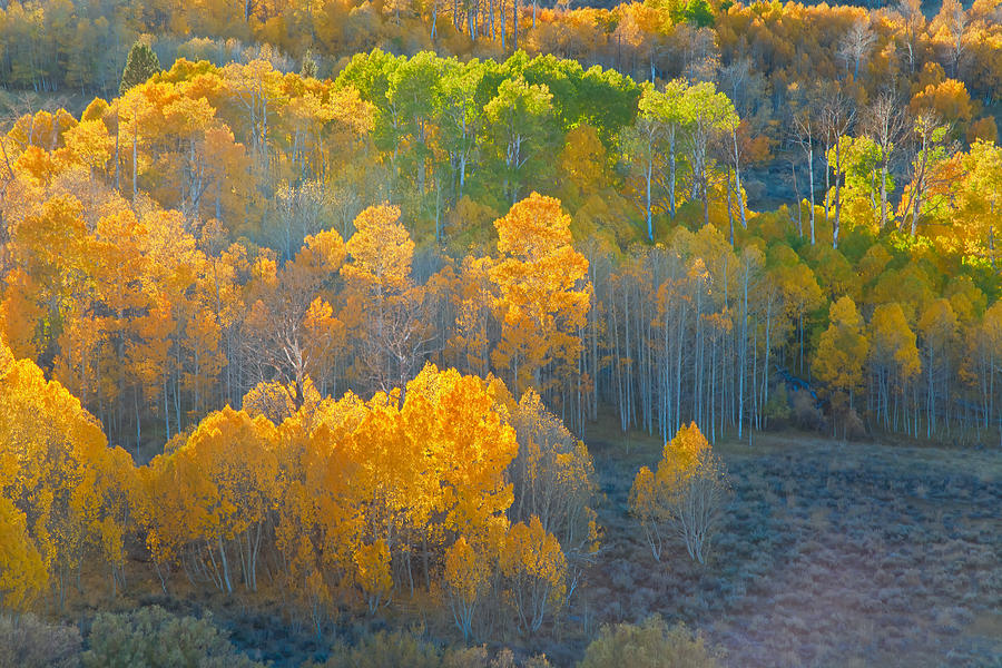 Golden Forest Photograph by Jonathan Nguyen