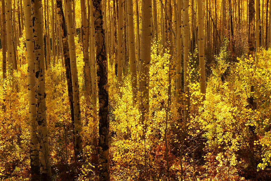 Golden Forest of Aspen Trees Photograph by Daniel Woodrum