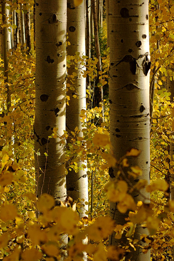 Golden Forest of Aspen Trees No.4 Photograph by Daniel Woodrum