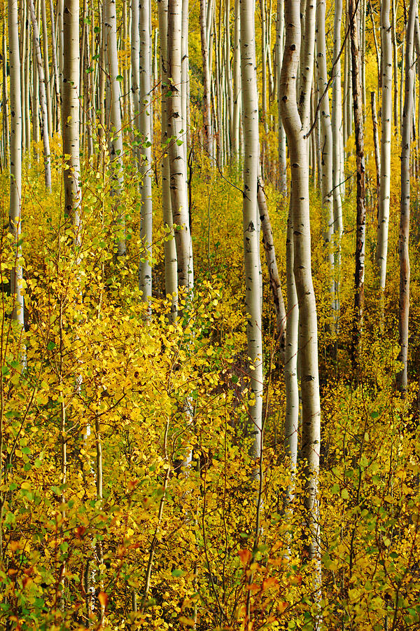 Golden Forest of Aspen Trees No.6 Photograph by Daniel Woodrum