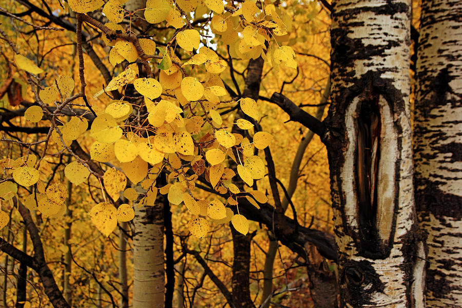 Golden Forest of Aspen Trees No.7 Photograph by Daniel Woodrum