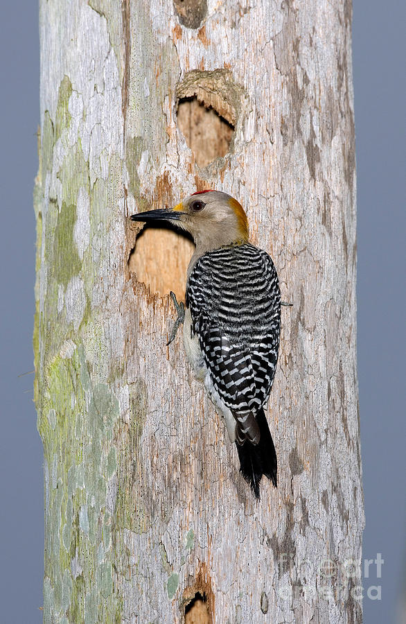 Animal Photograph - Golden-fronted Woodpecker by Anthony Mercieca