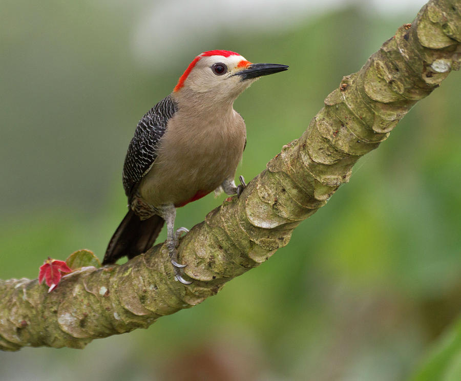 Golden-fronted Woodpecker (melanerpes Photograph by William Sutton ...