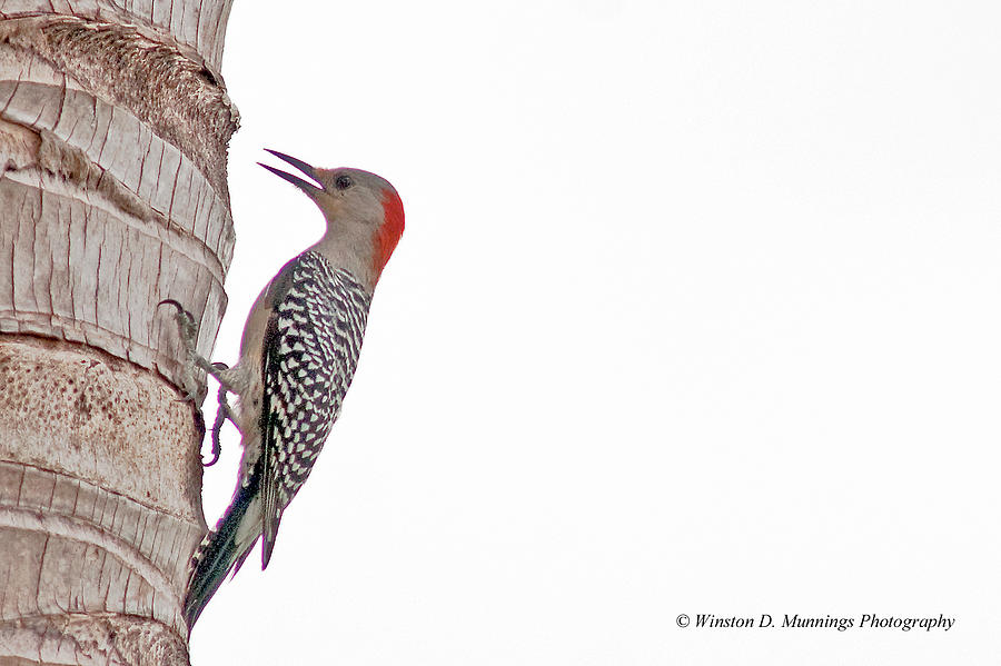 Golden Fronted Woodpecker Photograph by Winston D Munnings