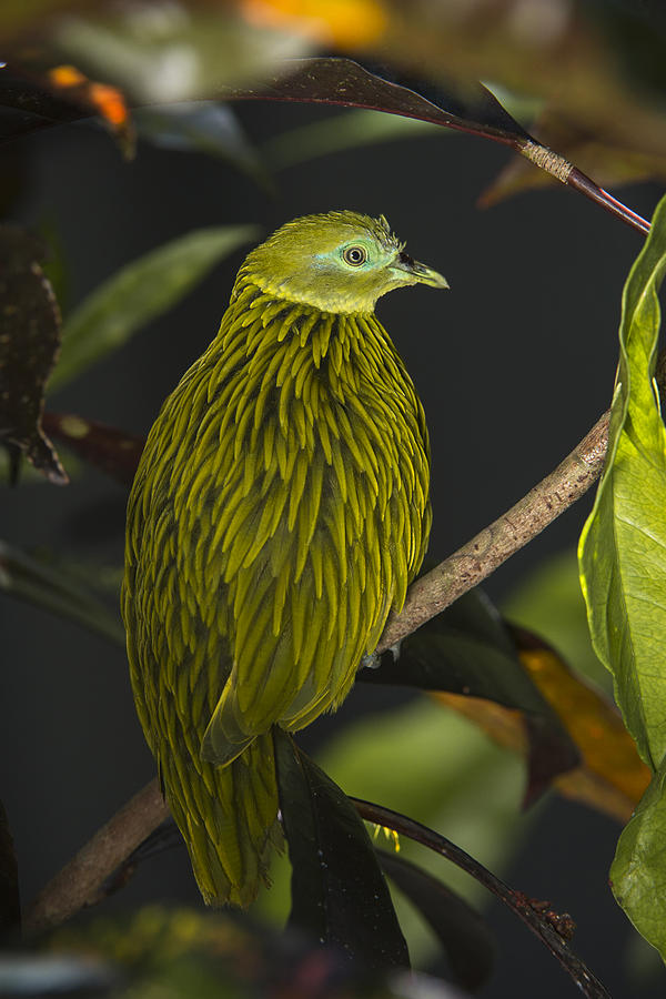 Animal Photograph - Golden Fruit Dove Fiji by Pete Oxford