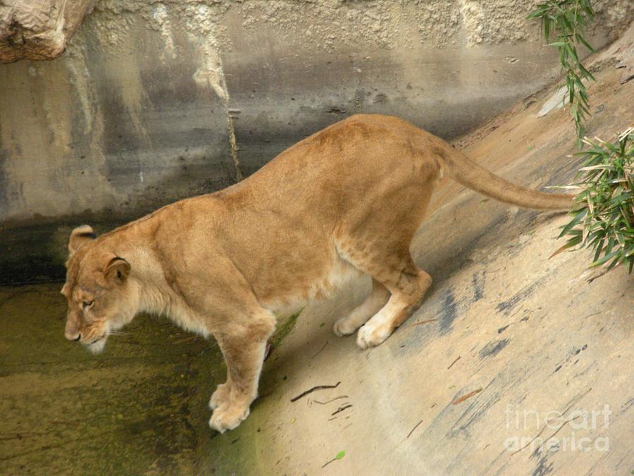 Golden Fur Lioness Version 1 Photograph