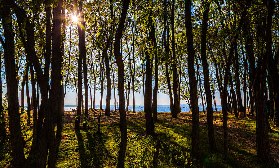 Golden Gardens Photograph by Tommy Farnsworth