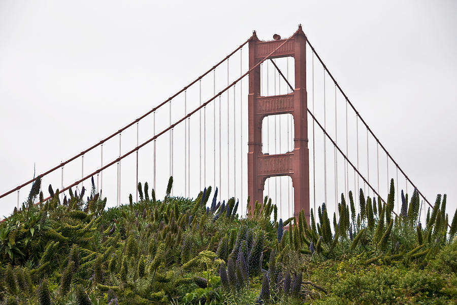 Golden Gate Bridge 1 Photograph by Shane Kelly