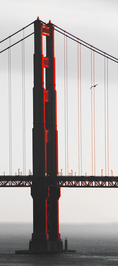 Golden Gate Bridge - Sunset With Bird Photograph by Ben and Raisa Gertsberg