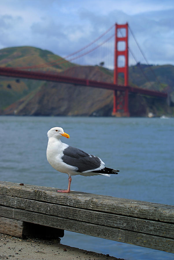 Golden Gate Gull Photograph by Daniel Woodrum