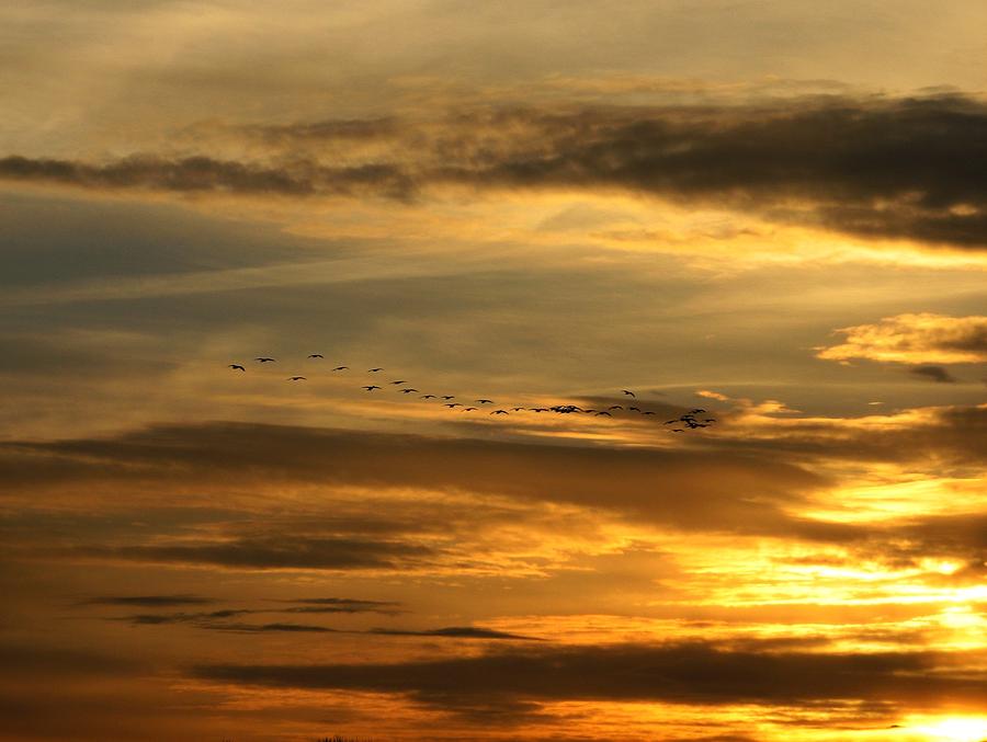 Golden Geese Photograph by Chris Dunn