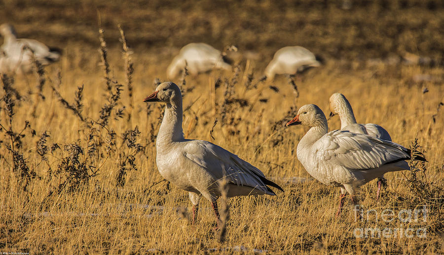 Golden Geese Photograph by Mitch Shindelbower