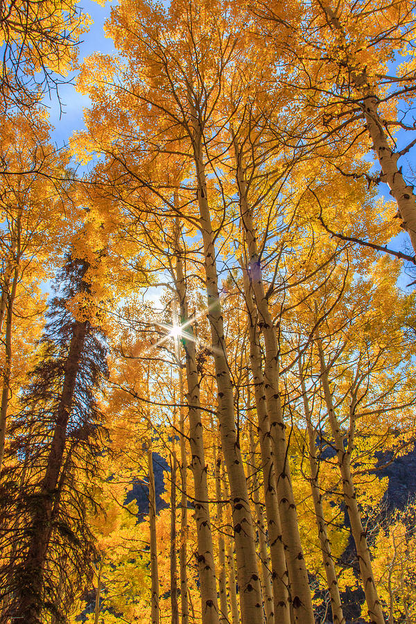 Golden Photograph by Gina Gardner - Fine Art America