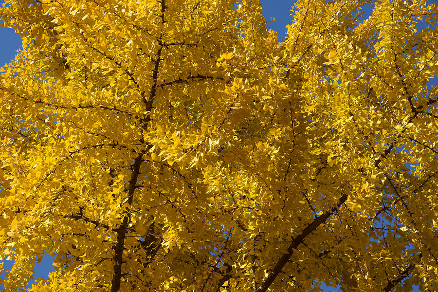 Golden Ginkgo - Beautiful Autumn Color Photograph by Georgia Mizuleva