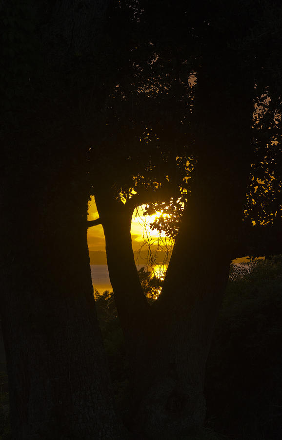 Golden Glimpse by Jennifer Stockman Golden Glimpse by Jennifer Stockman