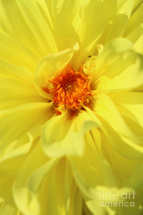 Daisy Photograph - Golden Glory by Christiane Schulze Art And Photography