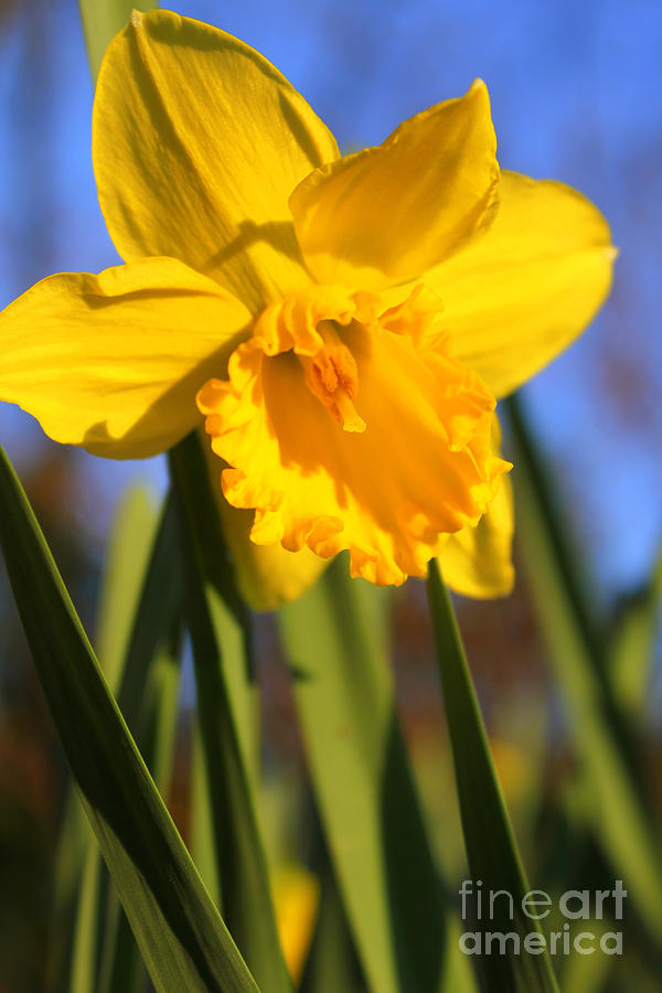 Golden Glory Daffodil Photograph by Kathy  White