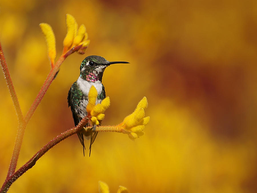 Hummingbird Photograph - Golden Glow by Blair Wainman