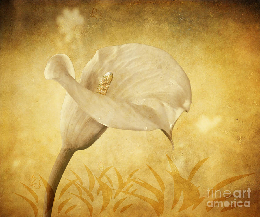 Golden Glow Cala Lily Photograph by Shirley Mangini