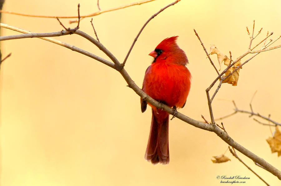 Golden Glow Crimson Cardinal Photograph by Randall Branham