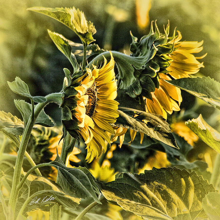 Golden Glow Morning Sunflowers Photograph by Bill Kesler