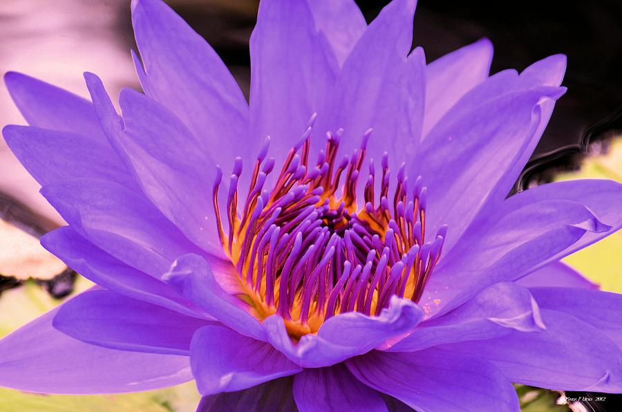 Golden Glow of the Lavender Lotus Photograph by Maria Urso