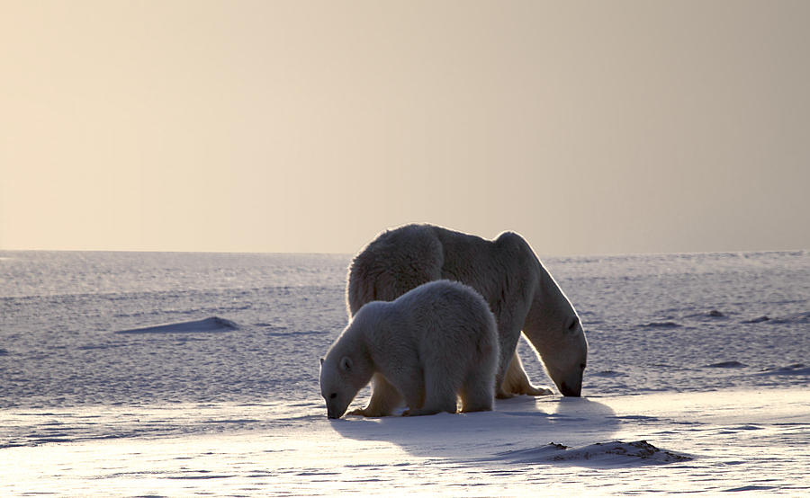 Polar Bear Photograph - Golden Glow Polar Bears Churchill by Carole-Anne Fooks