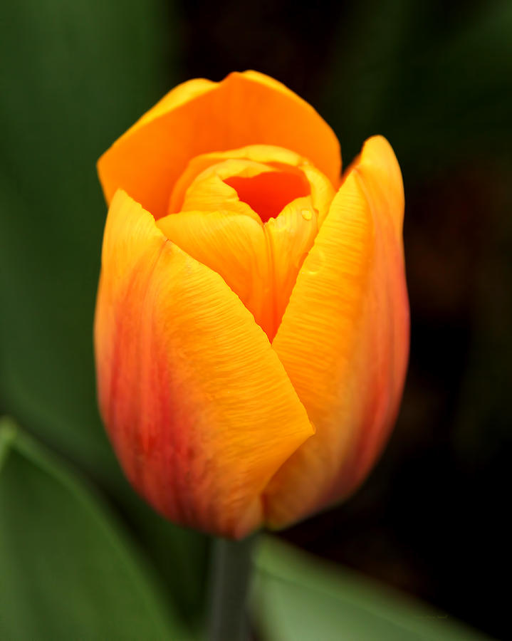 Golden Glow Tulip Flower by Jennie Marie Schell