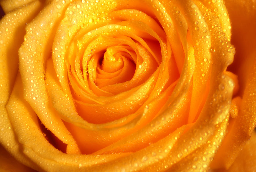 Golden Glowing. Floral Jewel. Yellow Rose Photograph by Jenny Rainbow